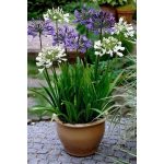 Afrikai Szerelemvirág FEHÉR - Agapanthus 