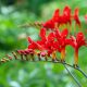 "Lucifer" Sáfrányfű (crocosmia) 