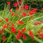 "Lucifer" Sáfrányfű (crocosmia) 