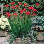 "Lucifer" Sáfrányfű (crocosmia) 