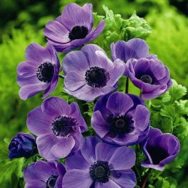 Koronás szellőrózsa - Anemone "Mr Fokken" 6db