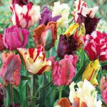 "Parrot" Papagály Tulipán mix 10db