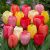 Darwin Hibrid Tulipán mix 10db