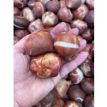 Darwin Hibrid Tulipán mix 10db