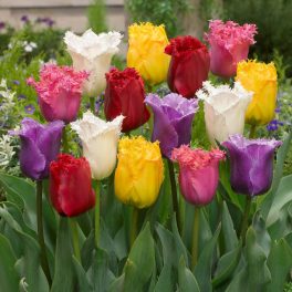 "Fringed"  Tulipán mix 10db