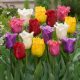 "Fringed"  Tulipán mix 10db