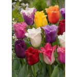 "Fringed"  Tulipán mix 10db