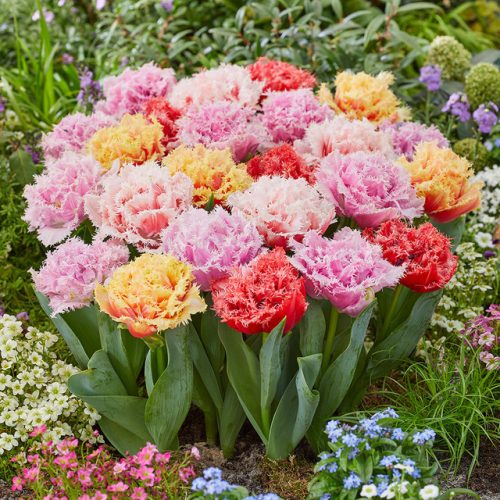"Double fringed" tulipán mix 10db