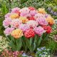 "Double fringed" tulipán mix 10db