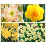 Nárcisz csomag 10db