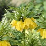 "Lutea" Császárkorona