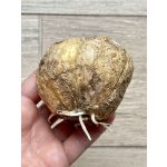 "Lutea" Császárkorona