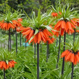  Császárkorona (Orange Beauty)
