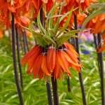  Császárkorona (Orange Beauty)
