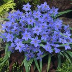 Csillag hagyma ( Ipheion)  - Kék 10db