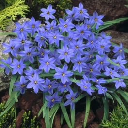 Csillag hagyma ( Ipheion)  - Kék 10db