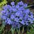 Csillag hagyma ( Ipheion)  - Kék 10db