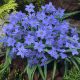Csillag hagyma ( Ipheion)  - Kék 10db
