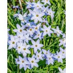 Csillag hagyma ( Ipheion)  - Kék 10db