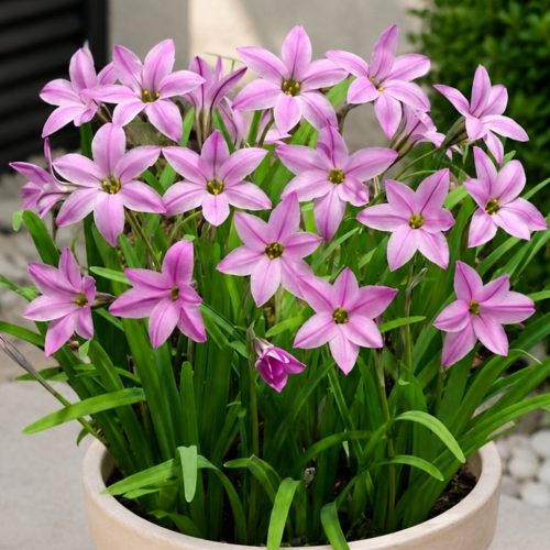 Csillag hagyma ( Ipheion)  - Rózsaszín 10db