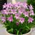 Csillag hagyma ( Ipheion)  - Rózsaszín 10db