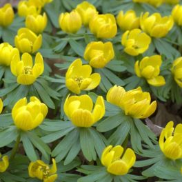 Téltemető  (Eranthis hyemalis) 10db
