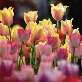 Tulipánok