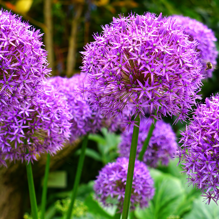 Díszhagyma ültetése és gondozása – Tippek és ötletek