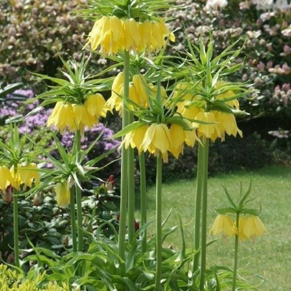 Császárkorona ültetési tanácsok