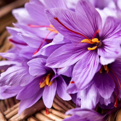 Miért jó a sáfrány?