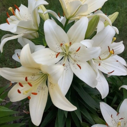  Liliom – az elegancia és illat megtestesítője