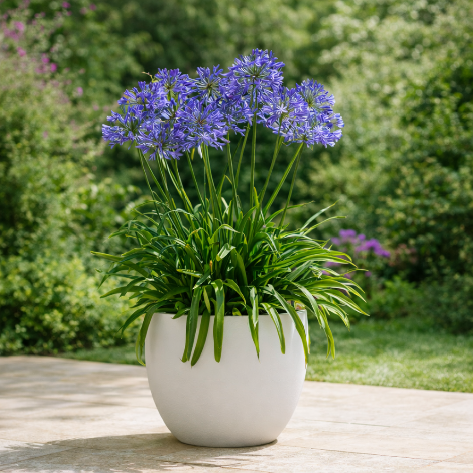 Szerelemvirág (Agapanthus) gondozása – ültetés, teleltetés, tippek