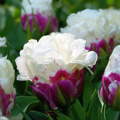 A fagylalt alakú tulipán – miért különleges a Fagylalt tulipán?