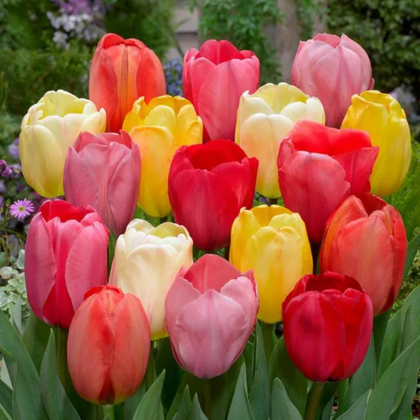 Darwin-tulipán – a tavasz óriása | Vegyes Darwin tulipán mix 